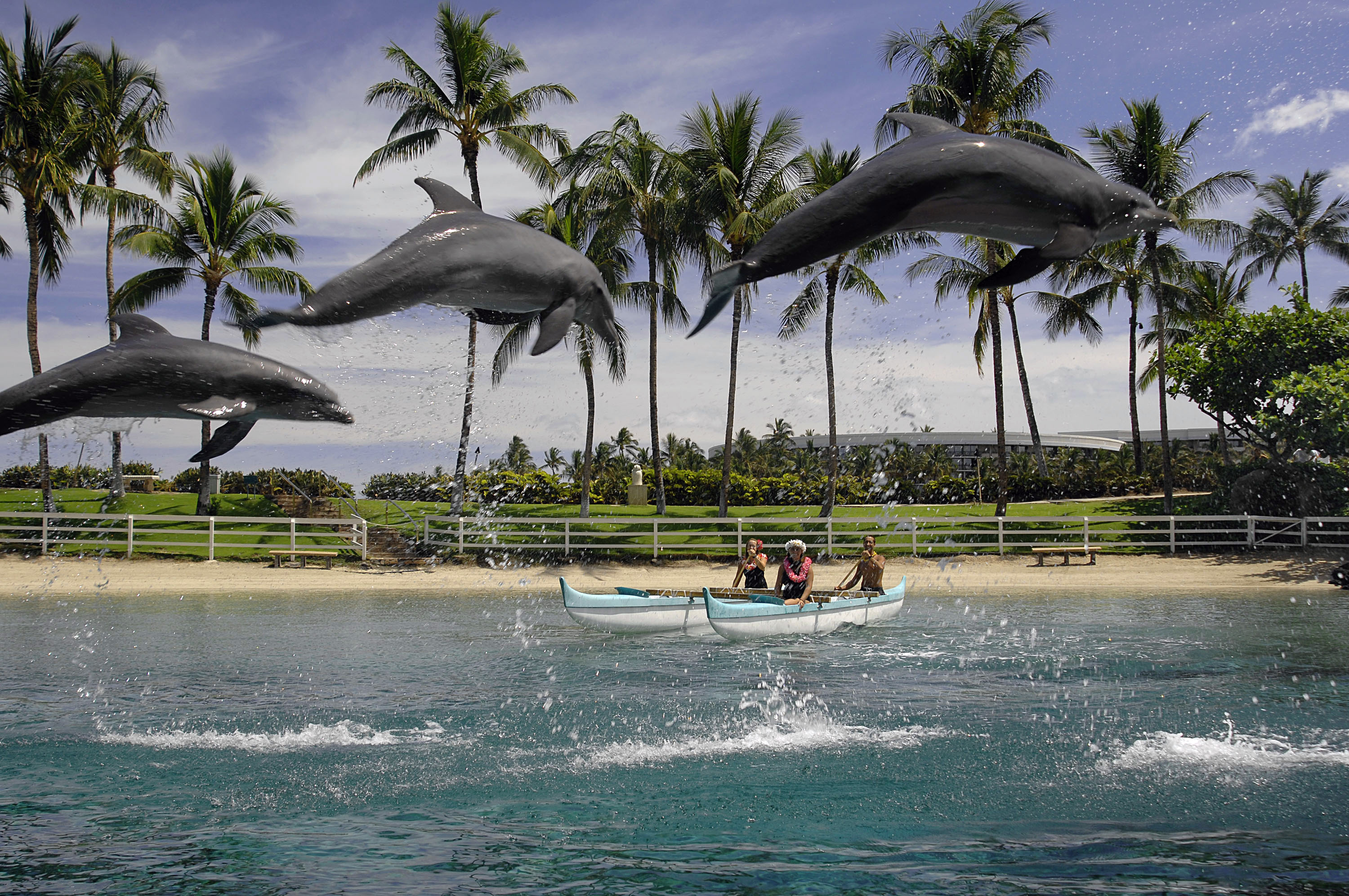 Three dolphins jumping in unison in the lagoon at the Hilton Waikoloa Village in Hawaii. 