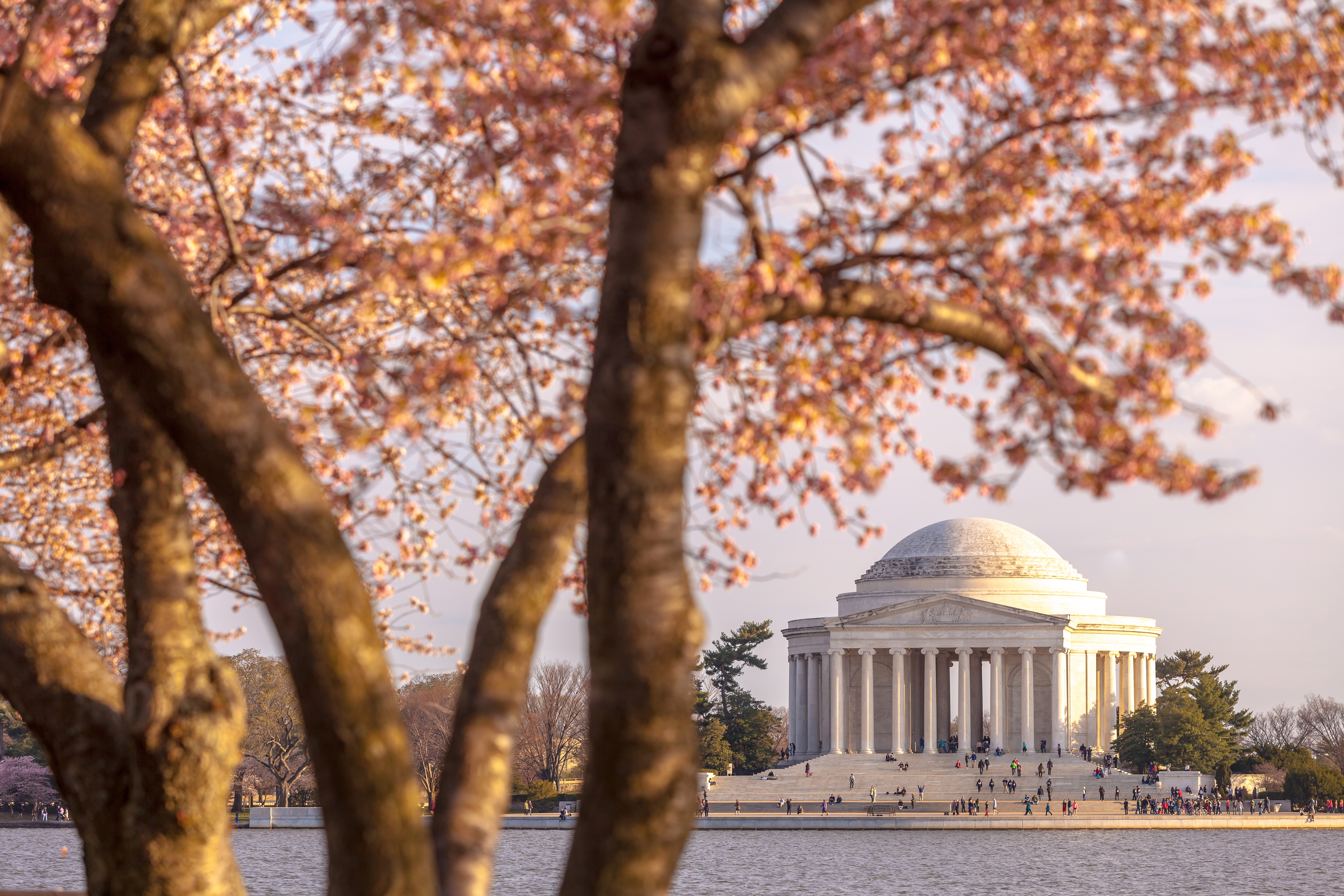 Cherry blossoms with the Thomas Jefferson Memorial in the background in Washington, D.C.