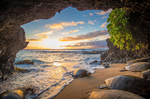 Sea turtles in a picturesque cave on Maui in the Hawaiian Islands. 