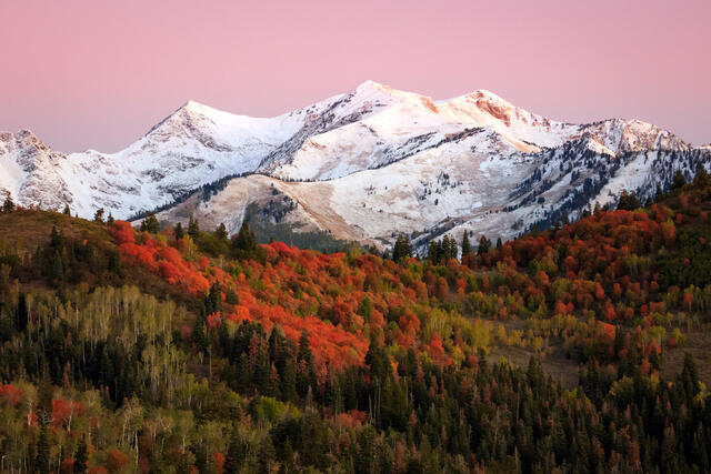 Snowcapped mountains nestled among fall colored trees and pink painted sunset skies in Park City, Utah. 