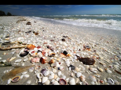 Close up of seashell covered shoreline on a Florida beach.