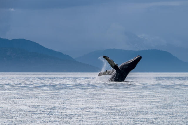 Humpback whale breaching out of the water in Alaska.