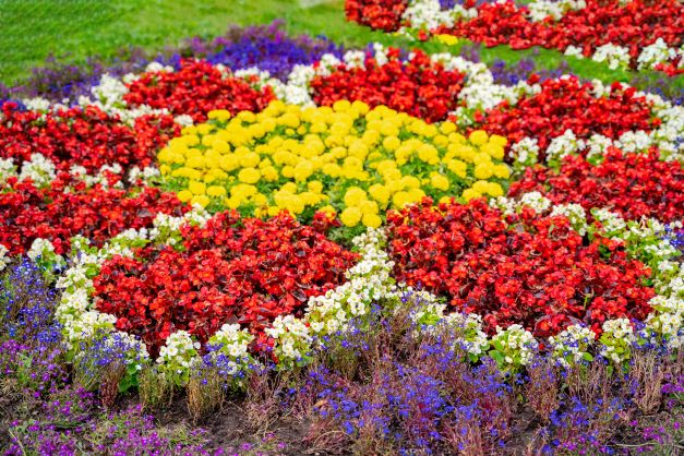 Beautiful different color flowers planted to create a flower design.