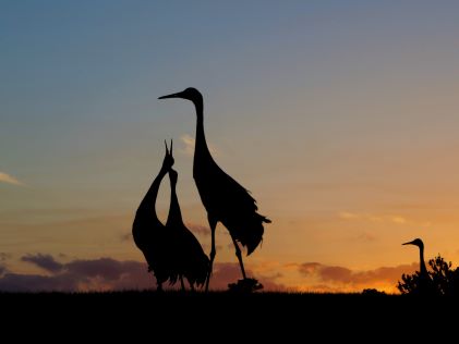 Sandhill crane silhouettes at sunset in central Florida