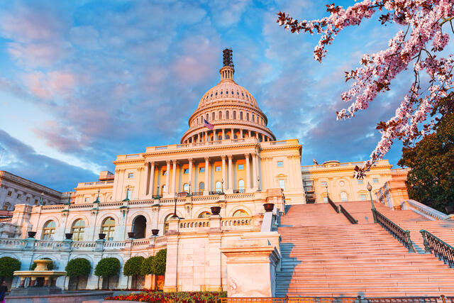 Stunning exterior shot of U.S. Capitol Building, cherry blossom in foreground, Washington, D.C.