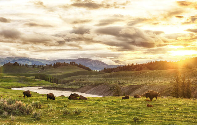 Beautiful mountain panorama with buffalo grazing along side a idyllic stream, American Mountain West. 