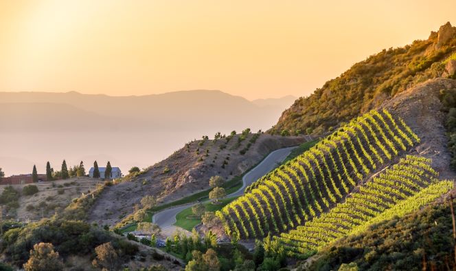 Picturesque aerial of Southern California vineyards at sunset. 