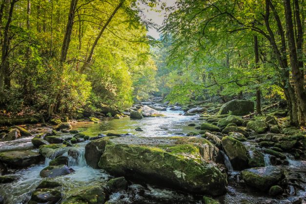 Stream flowing through forest in Smokey Mountain National Park in Tennessee