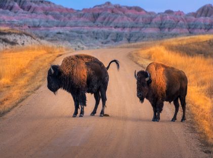 A pair of bison stand in the road at Badlands National Park in South Dakota