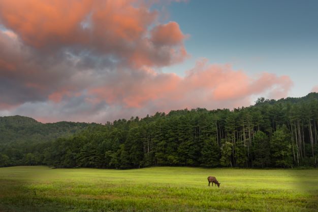 Stunning mountain vista, elk grazing, sunset clouds overhead, Elkmont, Great Smoky Mountains. 