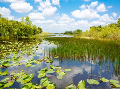 A sunny view of Florida wetlands