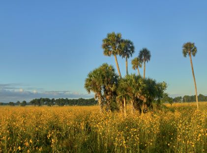 Field of wild yellow sunflowers in full bloom in the Central Florida woodlands of Lake Jesup, near Orlando, Florida