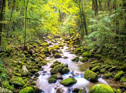 Stream along the Roaring Fork Motor Nature Trail in the Great Smoky Mountain National Park, near Gatlinburg, Tennessee