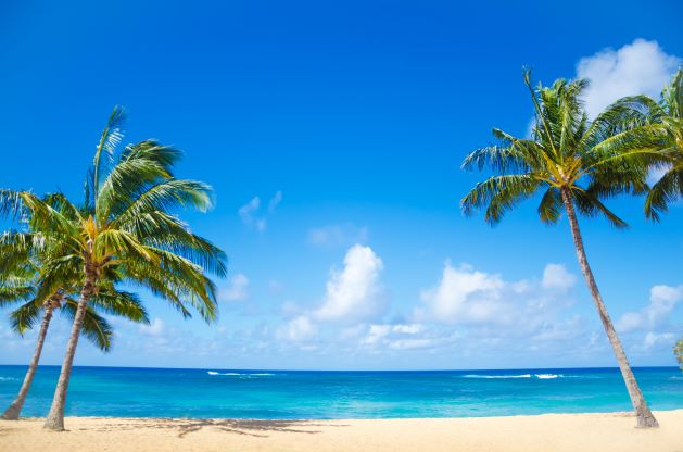 Two palm tree on the sandy Poipu Beach in Kaui, Hawaii