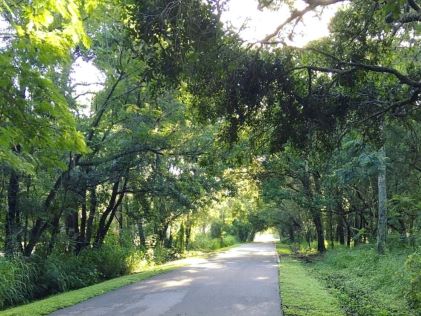 A forested running path