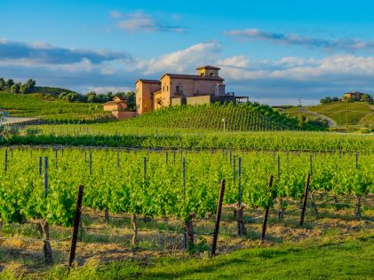 Vineyard at Temecula, California