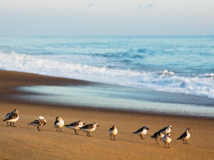 Sea birds on the beach of Kitty Hawk, North Carolina