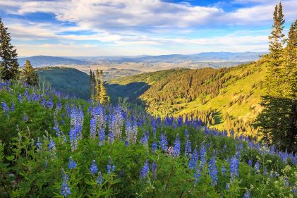 Sun-soaked lush mountain valley, purple wild flowers, Park City, Utah. 