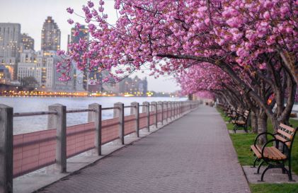 City bench overlooking bay, cherry blossoms in bloom,  skyline in distance, New York, New York. 