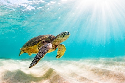 Young sea turtle swimming near the bottom of clear blue waters in Barbados. The sun shines through the water and onto the soft waves of sand below.